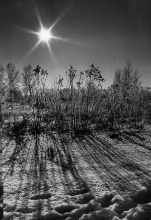 MUO-035364: Zimsko sunce: fotografija