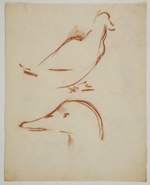 MUO-049992: Studija patke: crtež