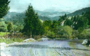 MUO-016980/266: RISNJAK SA PUTA U LOKVE: dijapozitiv
