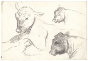 MUO-056485: Studija glave životinje: crtež