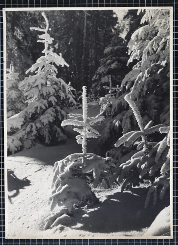 MUO-022814: Zimski ugođaj: fotografija