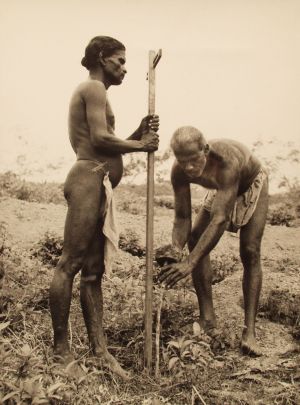MUO-035615: Radnici na plantaži, Sri Lanka, 1955.: fotografija