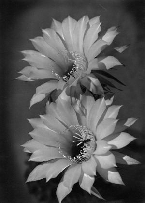 MUO-045101: Cvjetovi kaktusa: fotografija