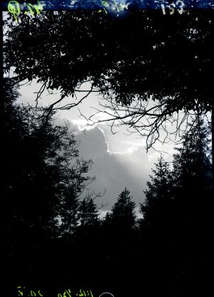 MUO-041239: Oblaci kroz tamni otvor drveća: negativ