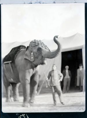 MUO-041261: Slon cirkusa 