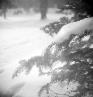 MUO-030833: Snijeg na grani bora: negativ