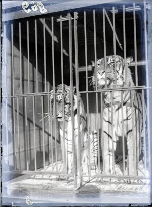 MUO-041973: Tigrovi iz cirkusa 