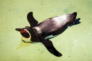 MUO-039916: Pingvin, 1976. - 2002.: fotografija