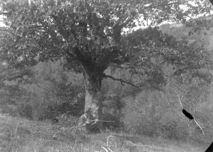 MUO-051203: Lovac vreba pod drvetom: negativ