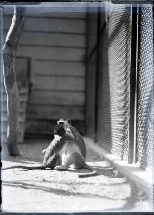 MUO-041795: Zagrebački zoološki vrt - majmuni: negativ