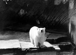 MUO-044261: Zagrebački zoološki vrt - bijeli medvjed: negativ