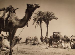 MUO-035594: Na oazi El Fayoum, Egipat, 1956.: fotografija