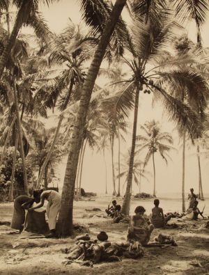 MUO-035621: Beračice kokosa, Colombo, 1955.: fotografija