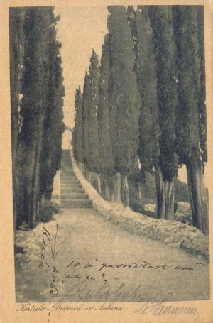 MUO-033815: Korčula - Drvored Sv. Antuna: razglednica