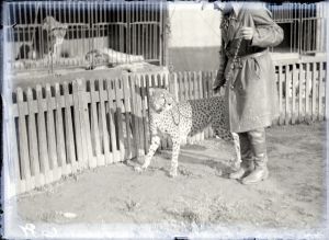 MUO-041964: Lovački leopard Venezia zvan Šnuri: negativ