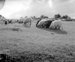MUO-035157/131: Ovce na pašnjaku: negativ