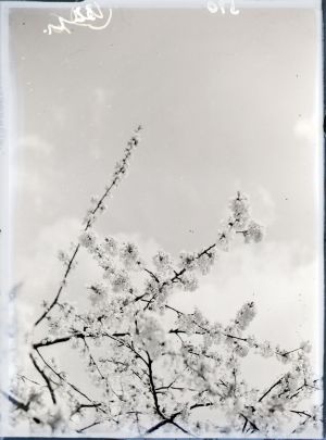 MUO-041934: Voćka u cvatu: negativ