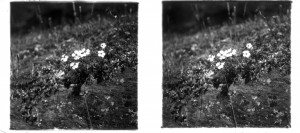 MUO-035128/02: Poljsko cvijeće: stereodijapozitiv