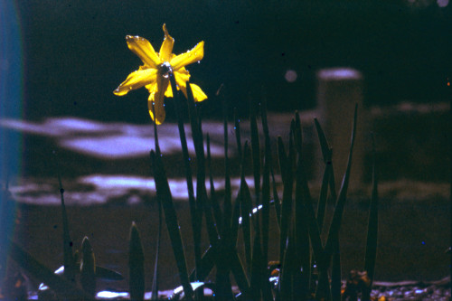 PU-Z-006: fotografski negativ