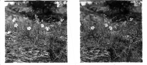 MUO-035129/01: Šumsko cvijeće: stereodijapozitiv