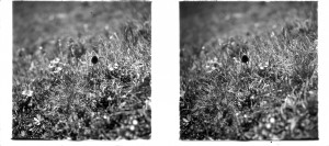 MUO-035129/06: Šumsko cvijeće: stereodijapozitiv