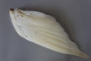 MUO-014929/06: Perje: perje
