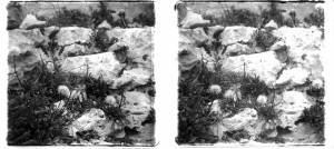 MUO-035129/02: Šumsko cvijeće: stereodijapozitiv