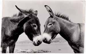MUO-033807: Krk - Dva magarca: razglednica