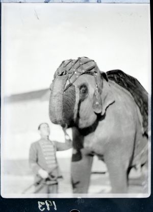 MUO-041270: Slon iz cirkusa 