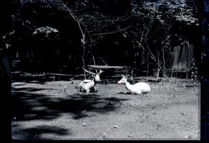 MUO-041371: Zagrebački zoološki vrt - bijeli jeleni: negativ