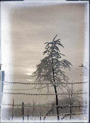 MUO-041797: Osamljeno stablo: negativ