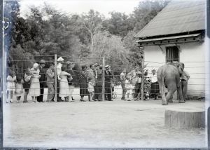 MUO-041839: Zagrebački zoološki vrt - slon: negativ