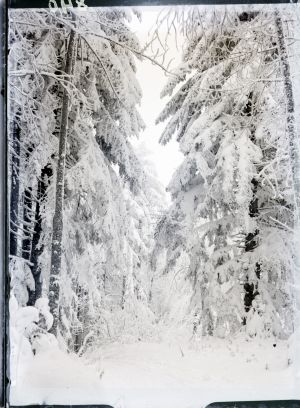 MUO-042028: Drveće pod snijegom: negativ