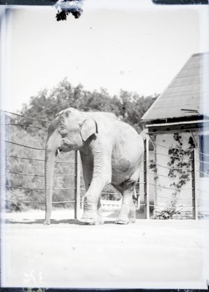 MUO-041881: Zagrebački zoološki vrt - slon: negativ