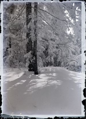 MUO-042026: Drvo pod snijegom: negativ
