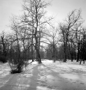 MUO-035157/185: Šuma prekrivena snijegom: negativ