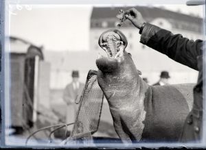 MUO-041966: Nilski konj iz cirkusa 
