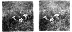 MUO-035128/23: Cvijeće u polju: stereodijapozitiv