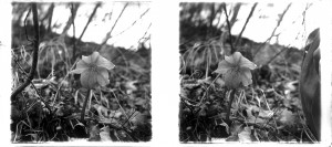 MUO-035129/04: Šumsko cvijeće: stereodijapozitiv