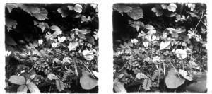 MUO-035129/05: Šumsko cvijeće: stereodijapozitiv