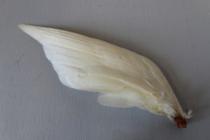 MUO-014929/03: Perje: perje