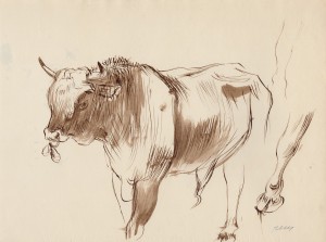 MUO-056464: Krava: crtež
