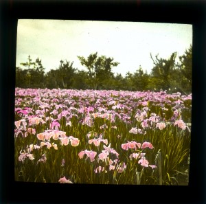 MUO-035125/05: Polje ružičastih irisa: dijapozitiv