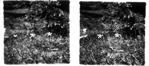 MUO-035128/17: Cvijeće u šumi: stereodijapozitiv