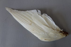 MUO-014929/04: Perje: perje