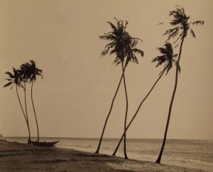 MUO-035620: Kokosove palme I, Colombo, 1955.: fotografija