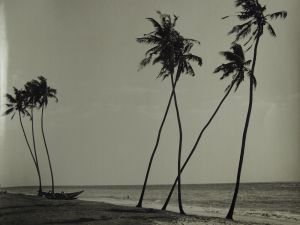 MUO-035701: Kokosove palme II, Colombo, 1955.: fotografija