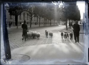 MUO-041910: Ovce na Žerjavićevoj: negativ