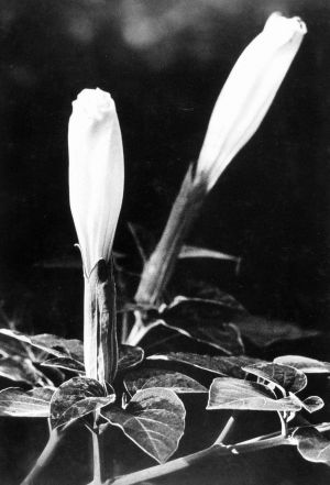 MUO-040459: Jednodnevni bijeli cvijet: fotografija