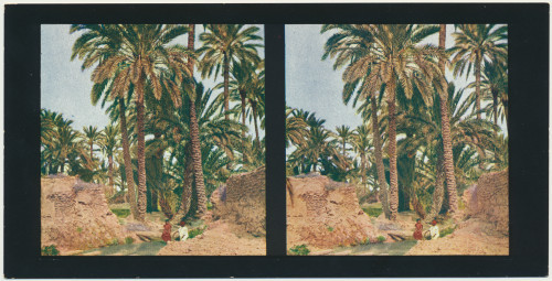 MUO-034146/05: Alžir - Oaza Biskra; Navodnjavanje: stereoskopska fotografija